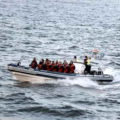 Whalewatching mit dem Schnellboot
